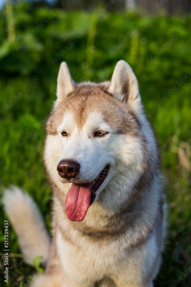 Close-up image of cute dog breed siberian husky in the forest on a sunny day.