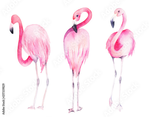 Set watercolor random flamingos. Isolated hand drawn illustration
