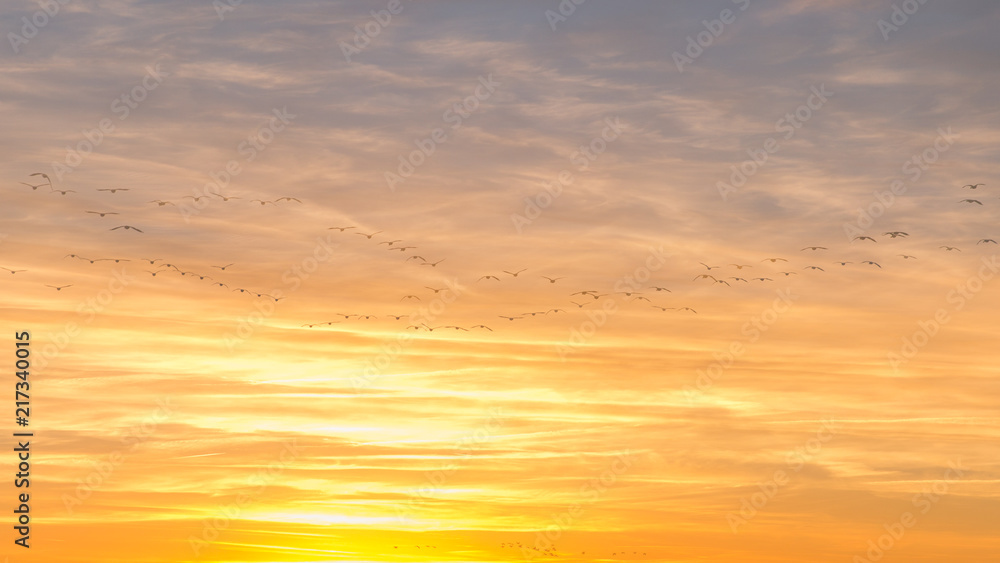 Canadian Geese Flying over Country Fields into Golden Winter Sunset in Double Exposure.