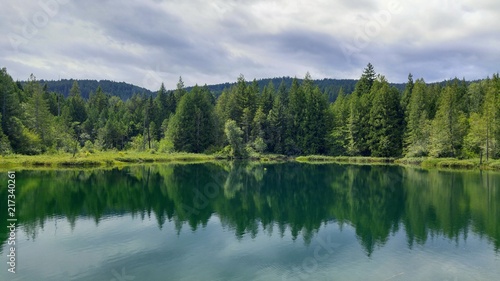 A reflecting forest in a green river