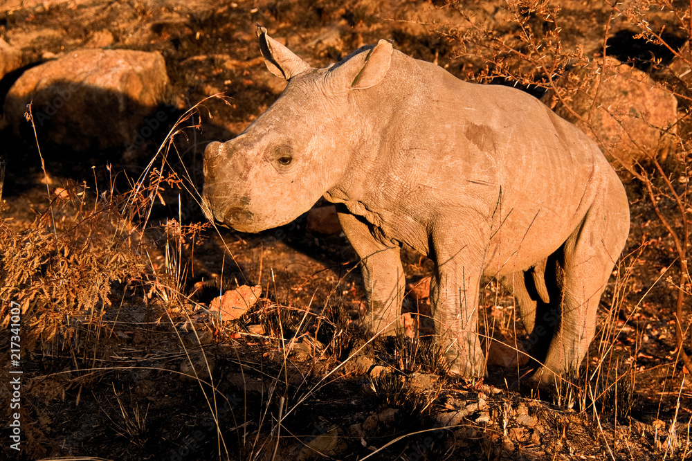 Fototapeta premium Cielę białego nosorożca stoi nieruchomo, ale jest zaciekawiona aktywnością pojazdu w pobliżu