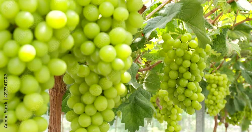 Fresh green grape farm Fresh green grape farm