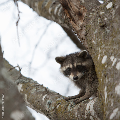 Raccoon Baby in Tree