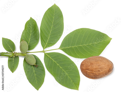 Branch with green walnuts and ripe walnut isolated on white