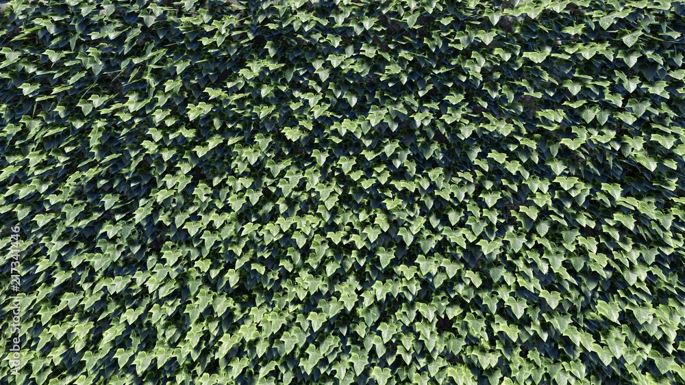 Leaf / Foliage Background