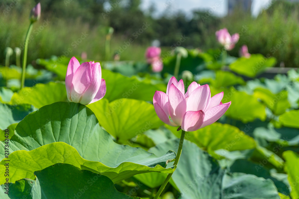 lotus flower in the park