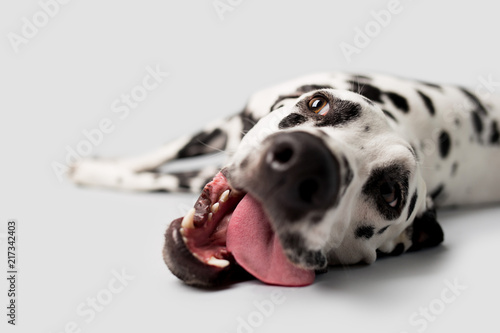 фотографія Beautiful Dalmation Dog lying down