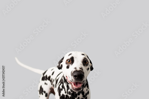 Beautiful Dalmation Dog on Isolated Background © MeganBetteridge