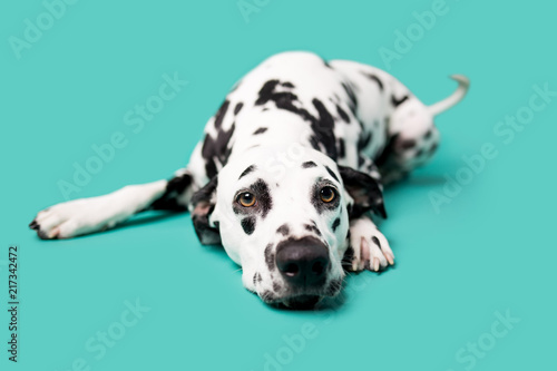 Photography Beautiful Dalmation Dog on Colored Background