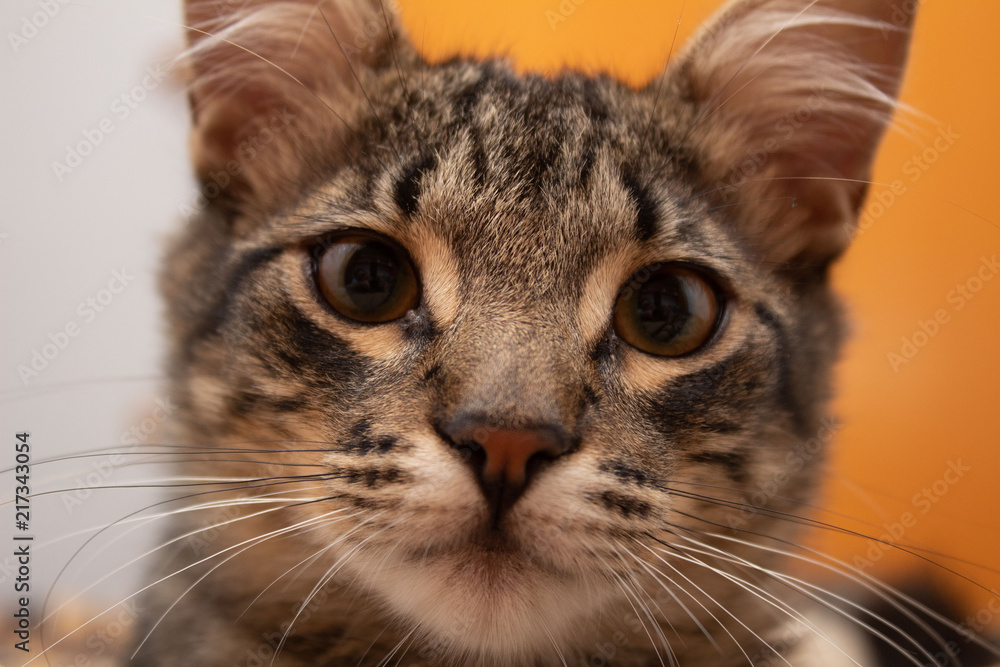 Obraz premium Gato fofo 