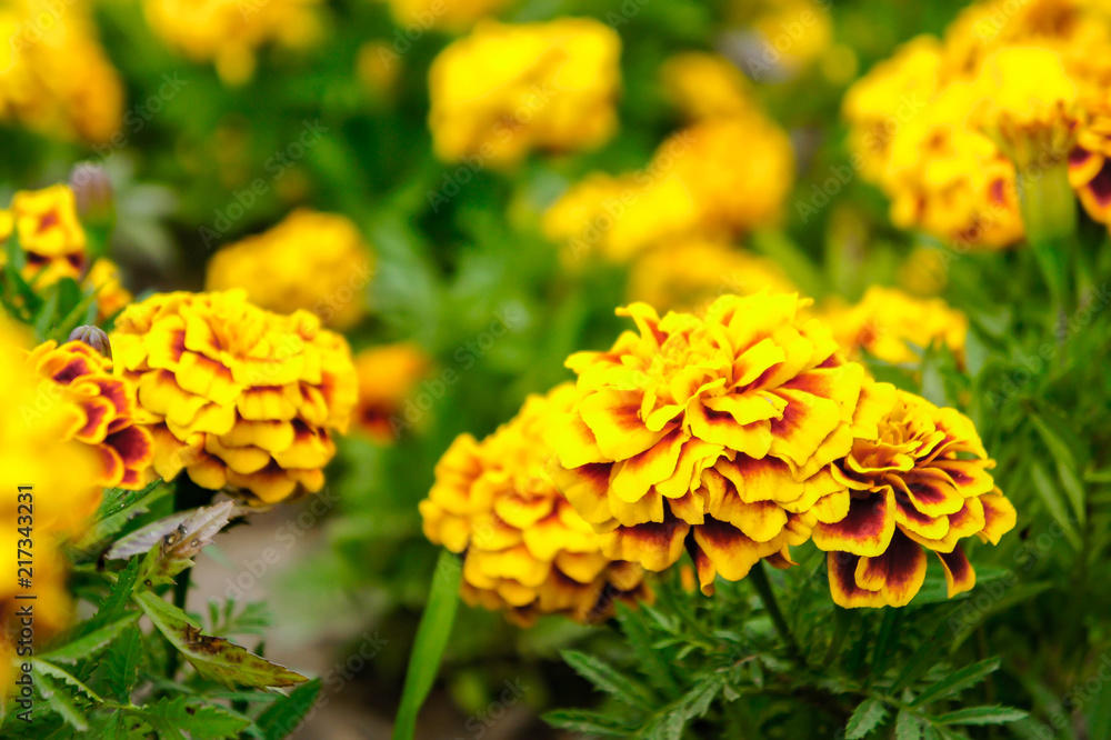 Marigold flowers in the garden on summer , yellow flowers ,beautiful flowers on summer in the nice day herb flowers Marigold flowers in the garden on summer , yellow flowers ,beautiful flowers on summer in the nice day herb flowers