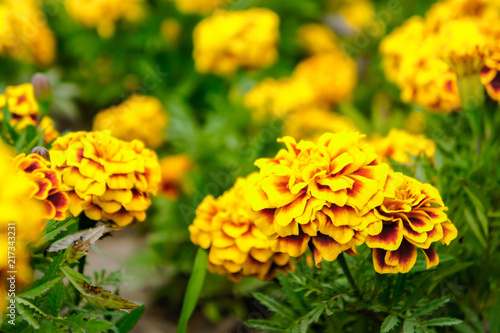 Marigold flowers in the garden on summer   yellow flowers  beautiful flowers on summer in the nice day herb flowers
