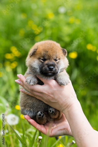 Portrait of adorable two weeks old shiba inu puppy in the hands of the owner in the buttercup meadow