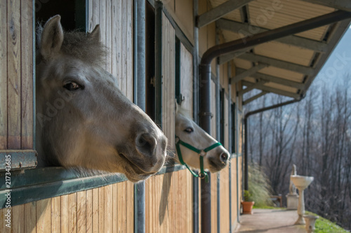 camargue horse portrait