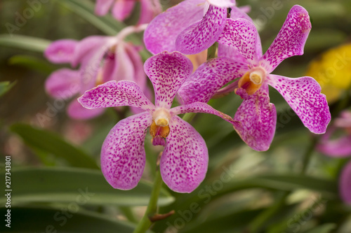 Closeup of pink dotted orchids in full bloom with natural background.