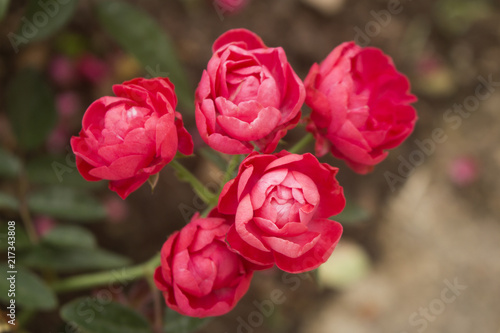 Closeup of five Oso Easy Double Red rose blossoms in full bloom.