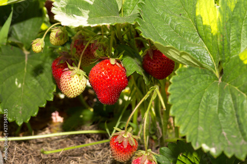 Strawberry plant. Wild stawberry bushes. Strawberries in growth at garden. Ripe berries and foliage strawberry
