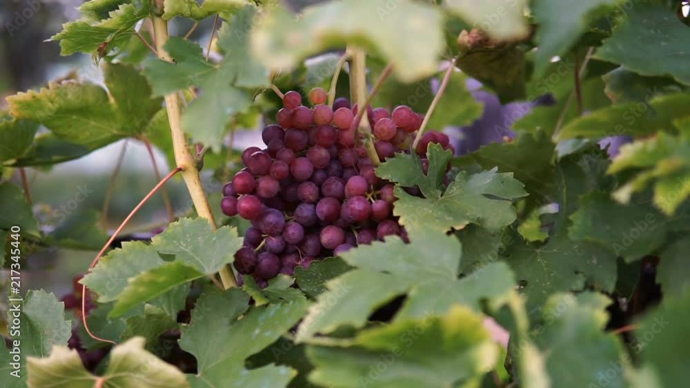 Bunches of Red Grapes Hanging in Vineyard. Bunches of Red Grapes Hanging in Vineyard.