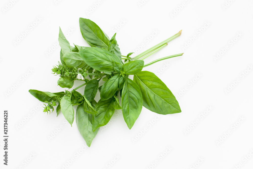 Bunch of Basil on a white background Bunch of Basil on a white background
