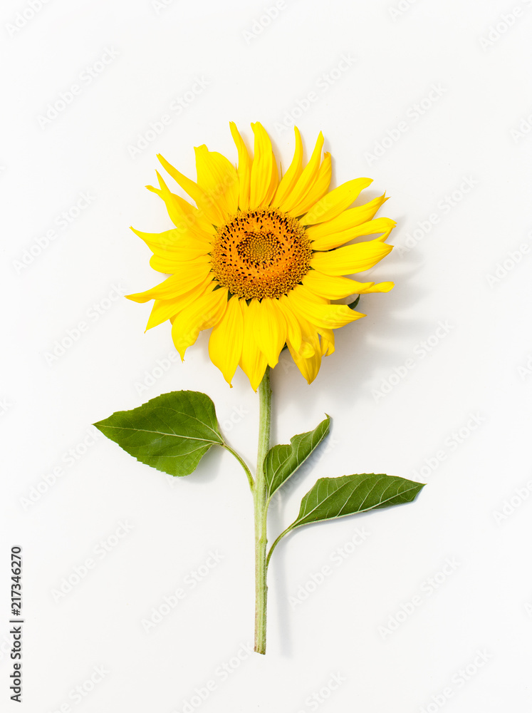 Fototapeta premium Young Mature sunflower on white background.