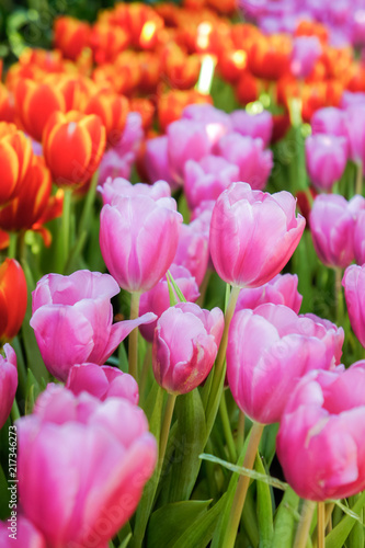 Tulip flowers in the meadow , flowers in the nature garden