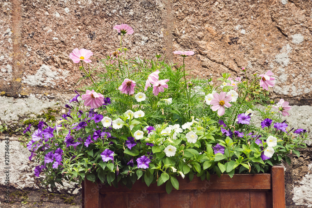 Blooming flowers in a big outdoor planter pot Blooming flowers in a big outdoor planter pot