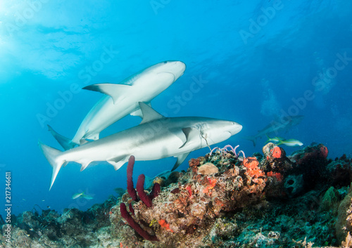 Caribbean reef shark at the Bahamas