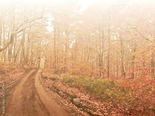 misty autumn morning