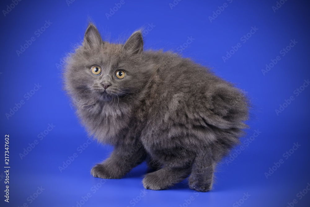 studio photography of a Kurilian Bobtail cat on colored backgrounds