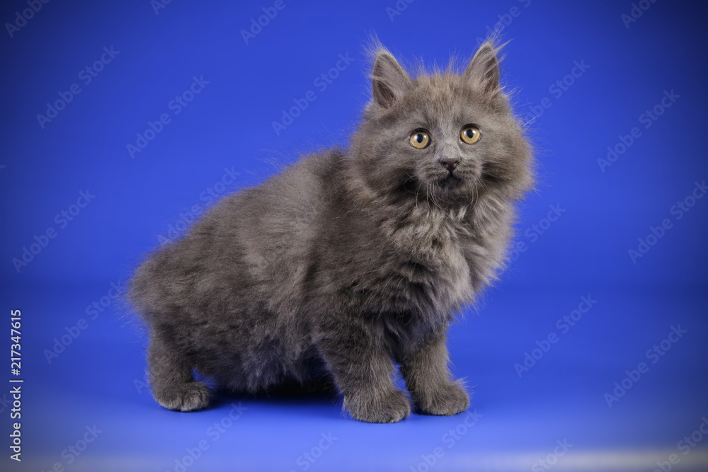 Obraz premium studio photography of a Kurilian Bobtail cat on colored backgrounds