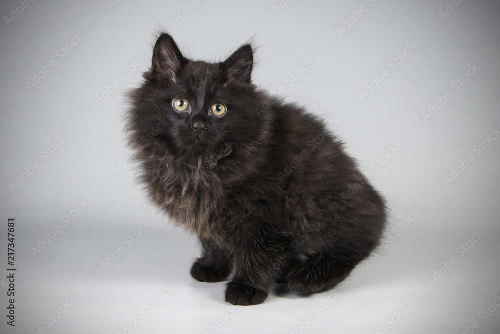 Obraz premium studio photography of a Kurilian Bobtail cat on colored backgrounds