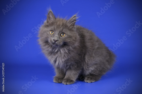 studio photography of a Kurilian Bobtail cat on colored backgrounds