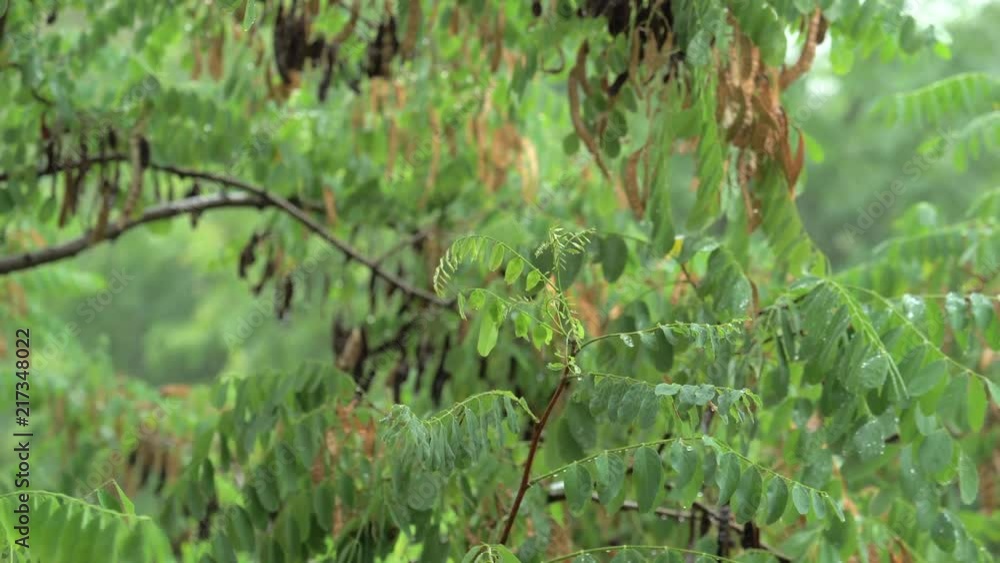 Acacia leaves in the heavy rain. Rainy weather in the forest Acacia leaves in the heavy rain. Rainy weather in the forest