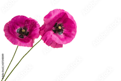 Fototapeta Naklejka Na Ścianę i Meble -  beautiful poppies isolated