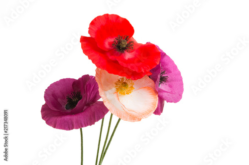Fototapeta Naklejka Na Ścianę i Meble -  beautiful poppies isolated