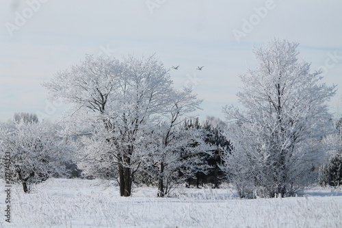 Wallpaper Mural snow Torontodigital.ca