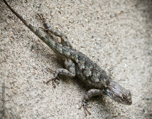 A Clark's Spiny Lizard on a Wall, Sceloporus clarkii