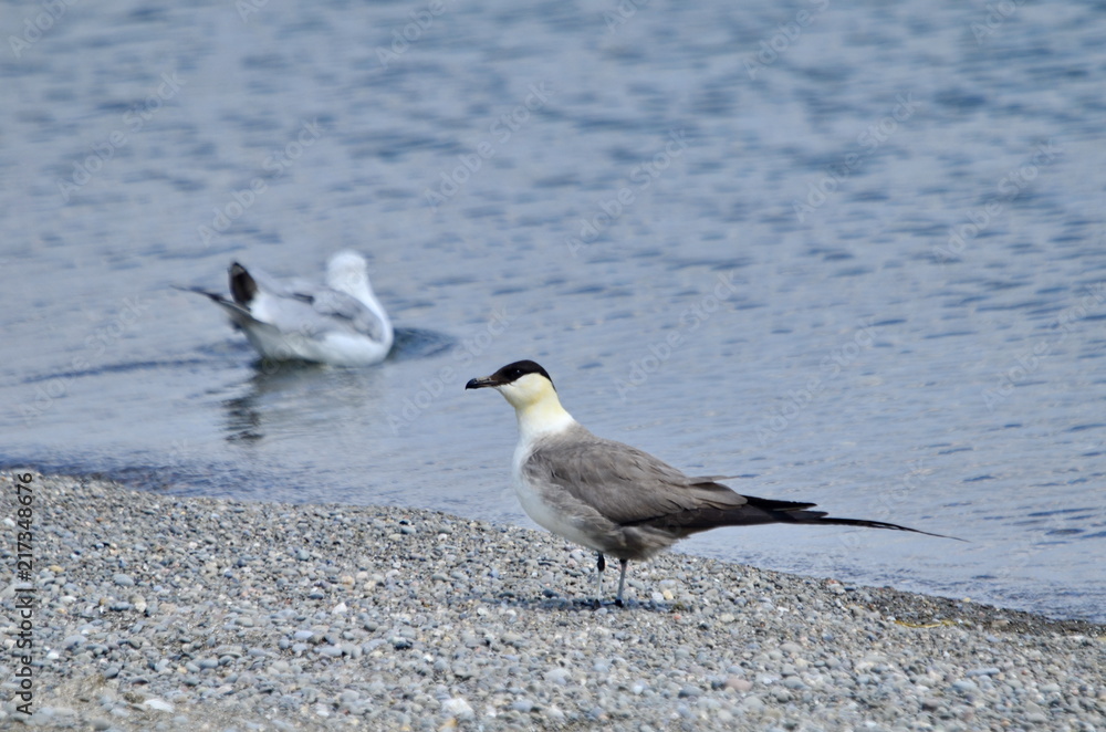 Fototapeta premium Long-tailed jaeger on the shore of Lake Ontario, Ontario, Canada
