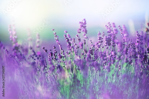 Beautiful violet lavender field