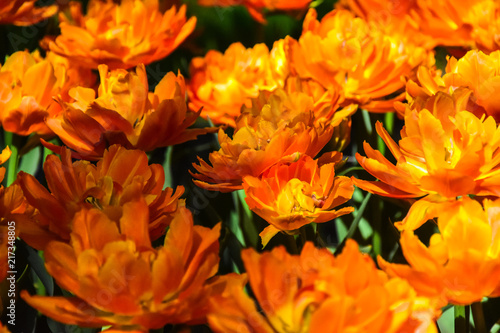 orange tulips © Mike