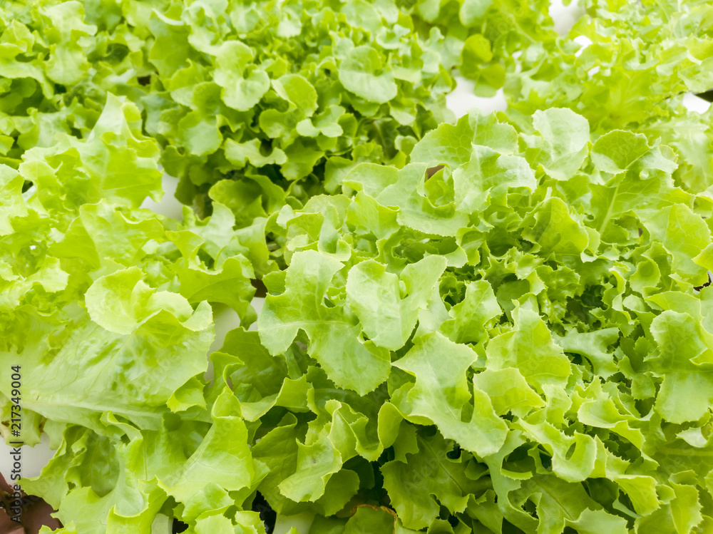 Salad vegetable green lettuce in farm close up Salad vegetable green lettuce in farm close up