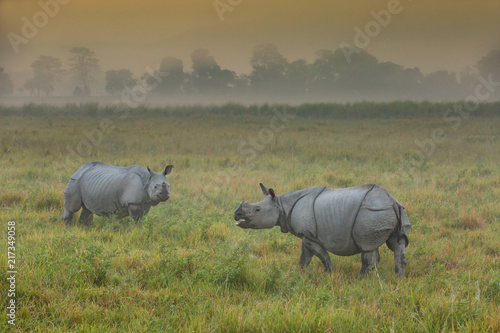 Rhinozeros in indischem Nationalpark