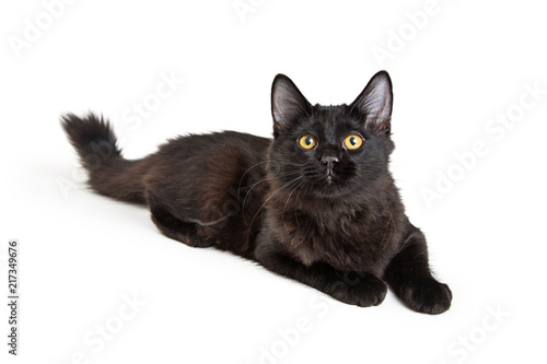 Black Kitten Lying Down on White Looking Up