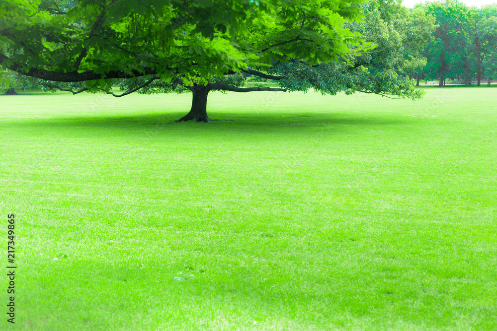 Obraz premium Beautiful greenery of lush summer tree and green grass