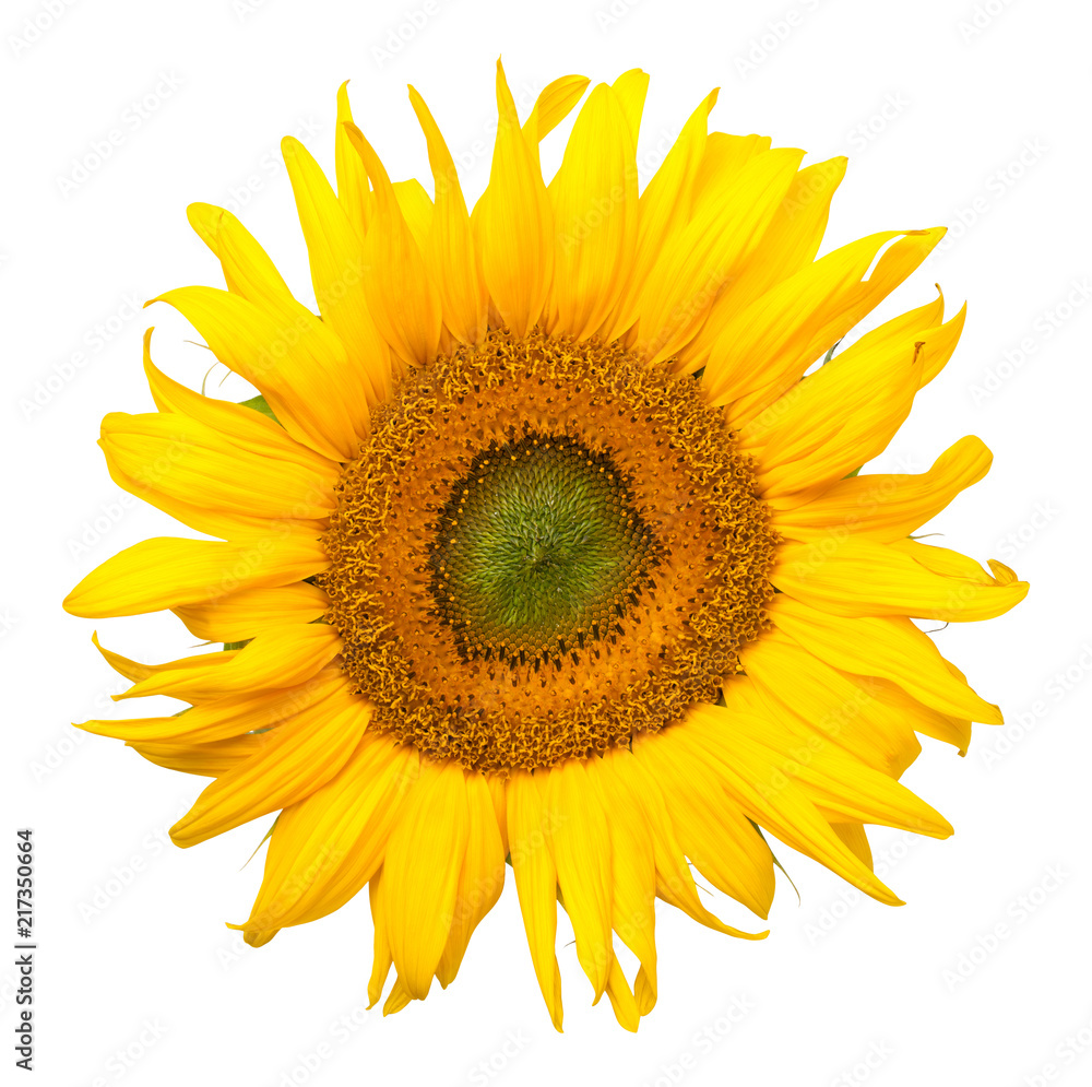 Fototapeta premium Sunflower Isolated on White Background