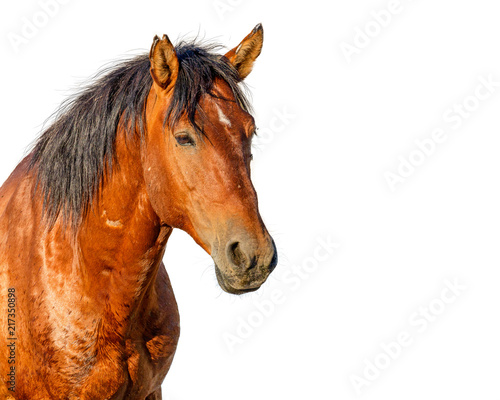 Closeup Wild Stallion Horse