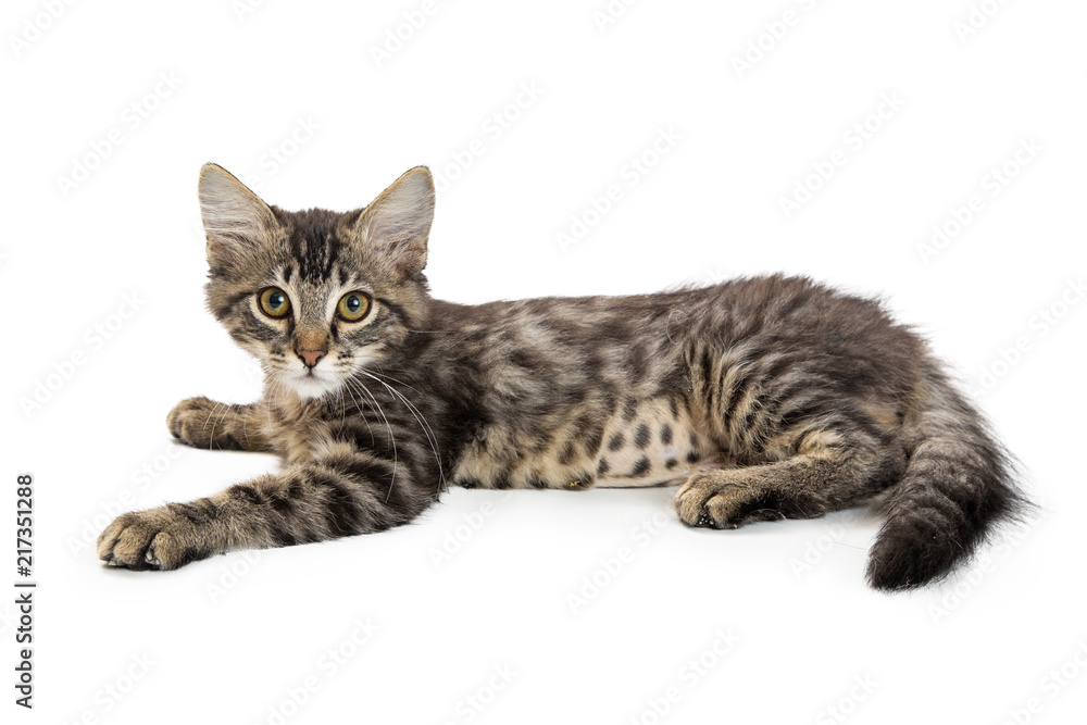 Cute Baby Tabby Kitten Lying Down to Side Cute Baby Tabby Kitten Lying Down to Side