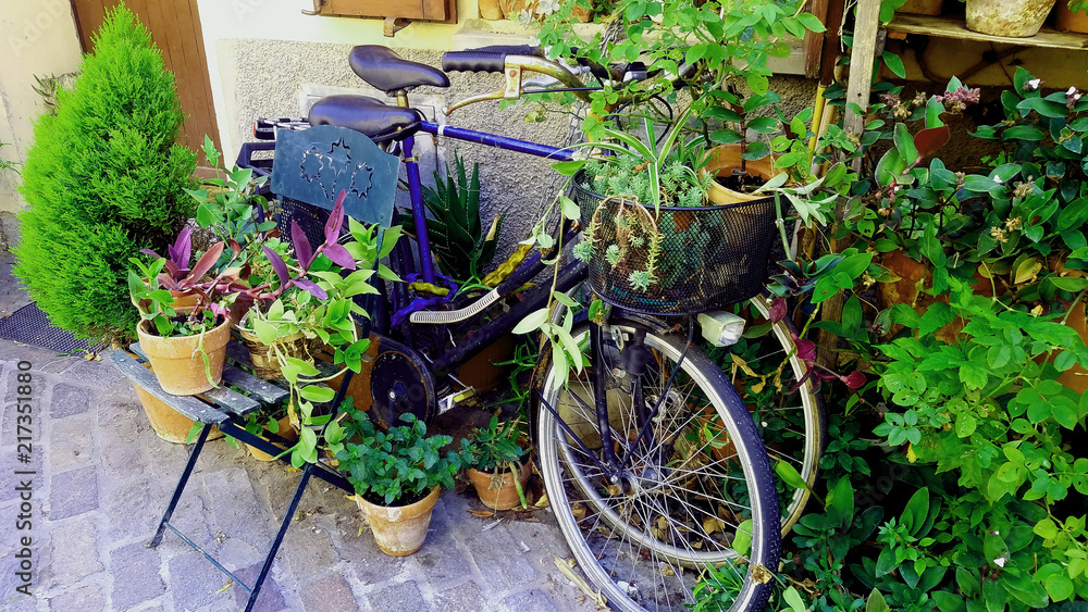 Old bicycle flower-bed. Greenery in bicycles. Old bicycle wheels. Greenery in baskets of the bike.