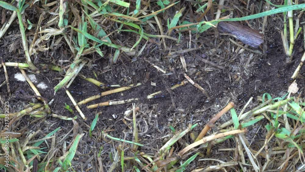 Ants path in the grass. Working ants colony in the grass. Ants path in the grass. Working ants colony in the grass.