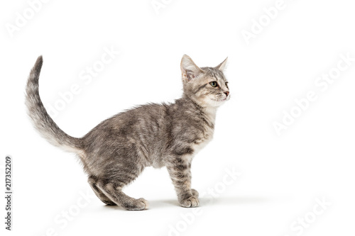 Cute Gray Tabby Kitten Standing Looking Side